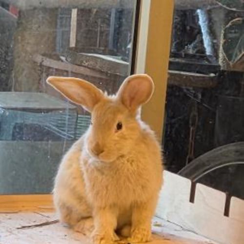 No photo for Hashbrown