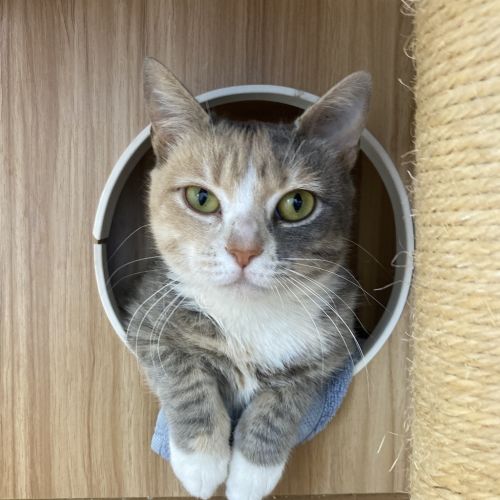 Miso