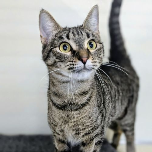 🍨 Quincy 6369 🍨