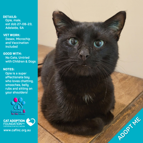 Opie Only $80 Fully Vetted!