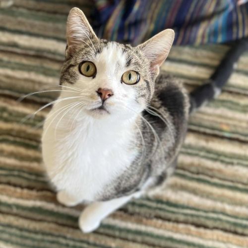 Fred - In foster care in Northcote