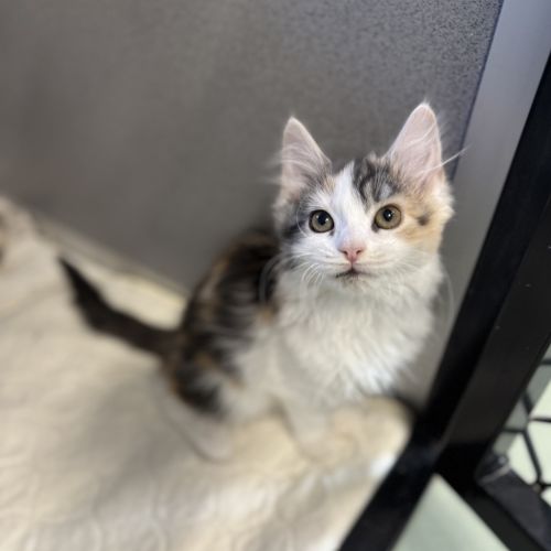 Kali