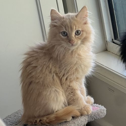 Apollo 