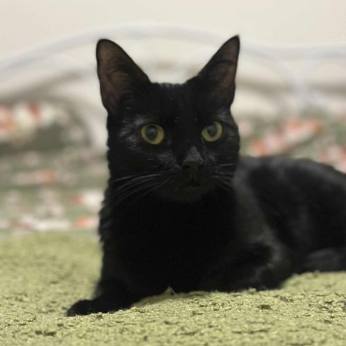 Olive🫒* 9 Lives Project Rescue*