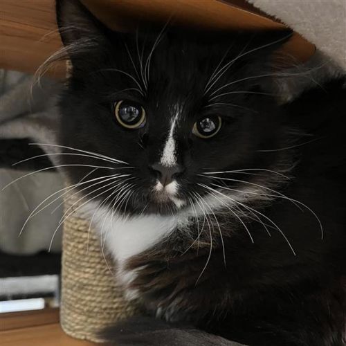 Sylvester