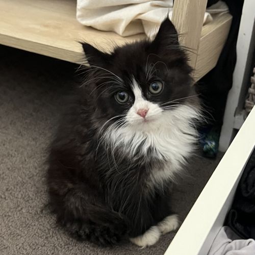 Hera