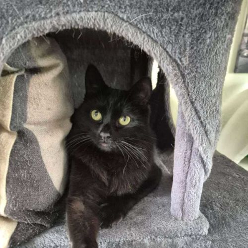 Finley *9 Lives Project Rescue*