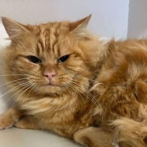 No photo for Peanut