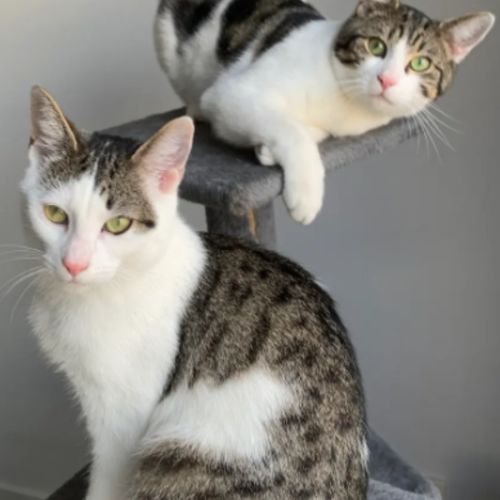 No photo for Perry & Parker 💙🌷