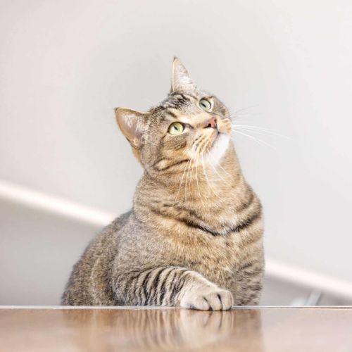 No photo for Liam & Lalo   In Foster Care In Ascot Vale