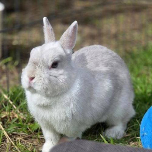 No photo for Incredible Pepper