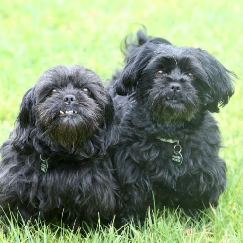 Dixie and Peppa Tamblyn