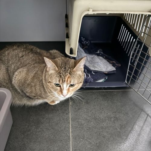 Juno meet me at Petstock Keysborough 