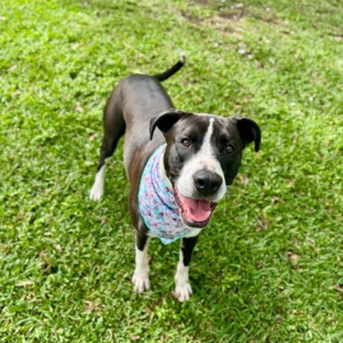 Jazzie *$150 Adoption Fee*