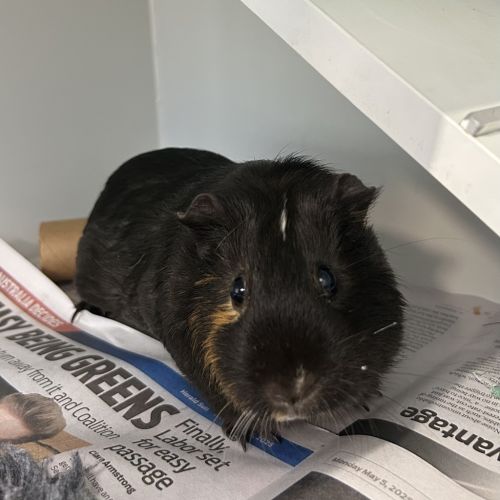 Squeak (bonded To Cookie)