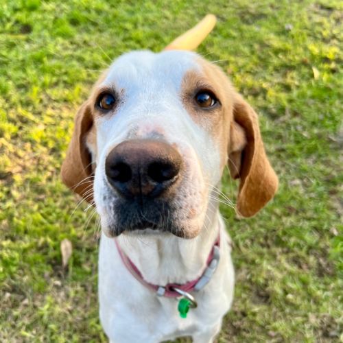 No photo for Savy  Foxhound 