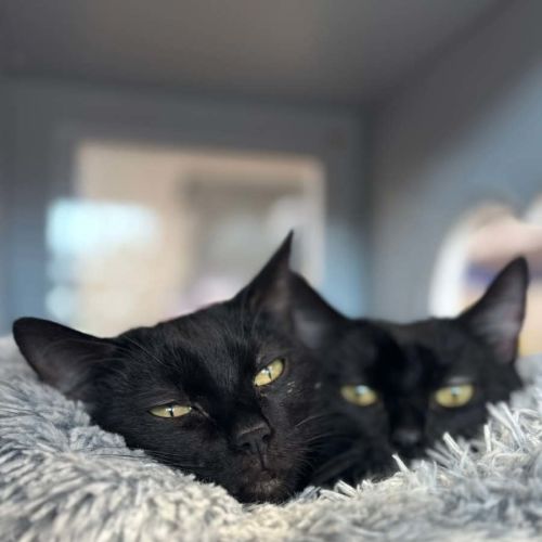 No photo for Tia & Jojo