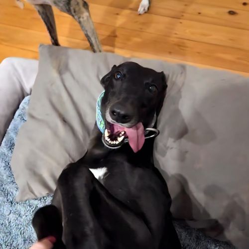 Carla, they greyhound