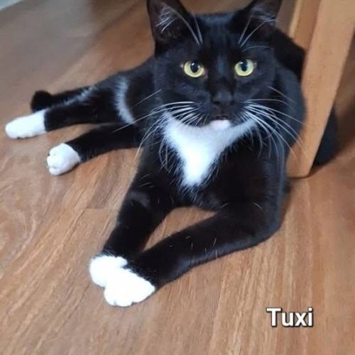 Tuxie