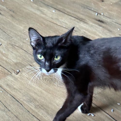 Galaxy meet me at Petstock Clyde North