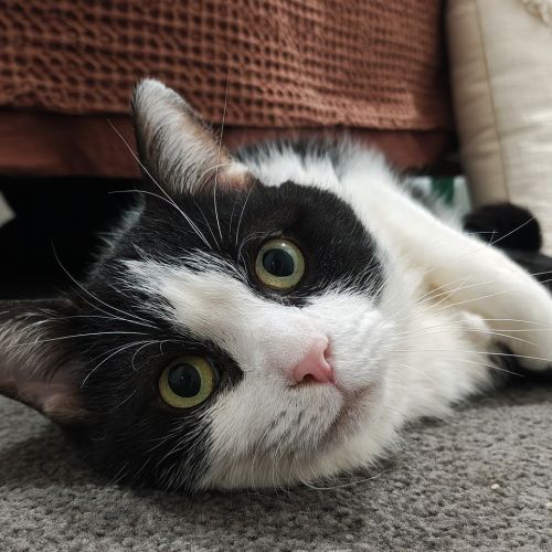 Billy