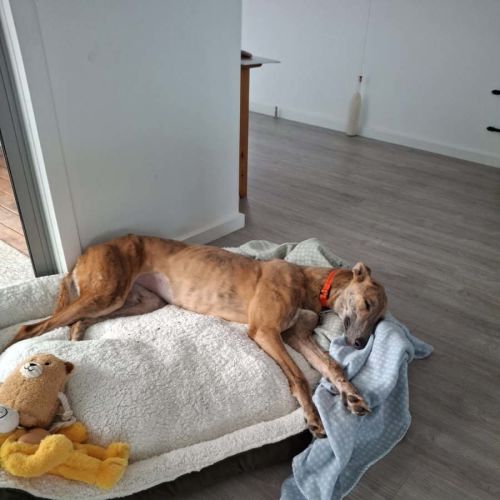 Alice - Blue Brindle 