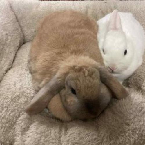 No photo for Holly & Hope