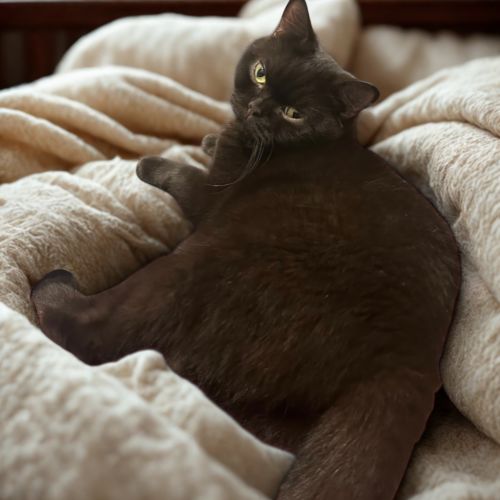 No photo for Chocolate Crackle