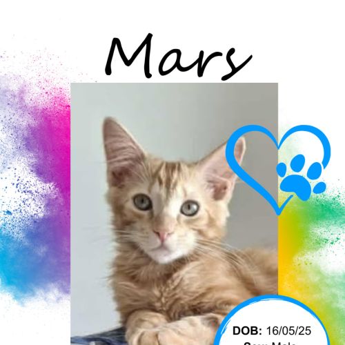 No photo for Mars