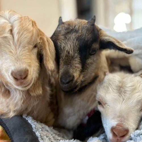 Rescued goats