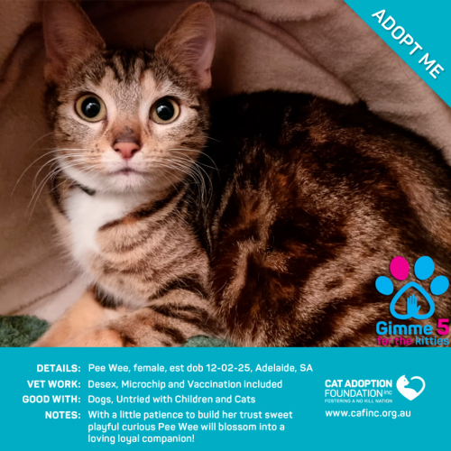 Pee Wee Just $120 Fully Vetted!