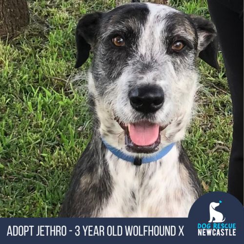 Jethro - 3 Year Old Wolfhound X