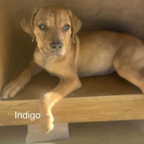 Indigo