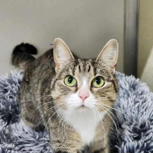 🎭 Mischief 6423 🎭