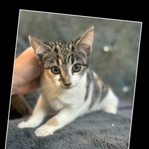 Lola* 9 Lives Project Rescue