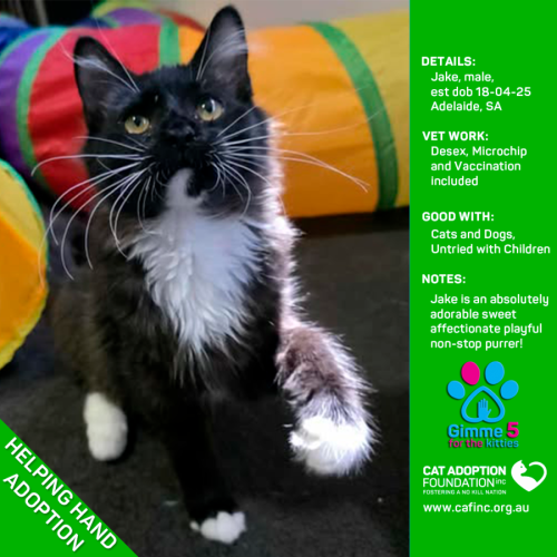 Helping Hand Adoption - Jake!