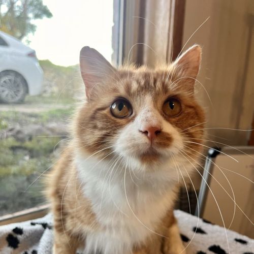 Jerry - now at PET Quarters Morisset