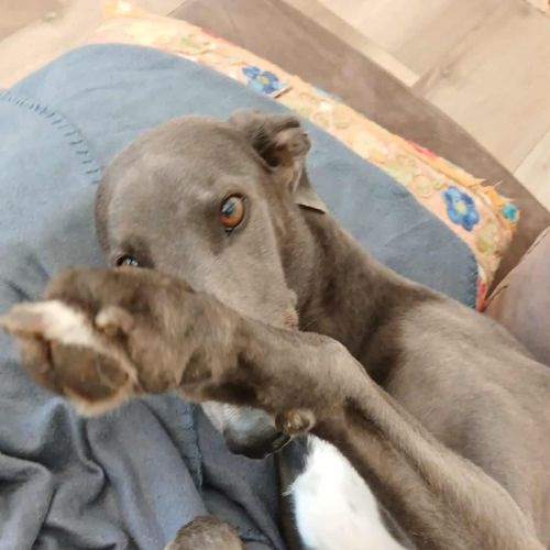 Dixie, the greyhound