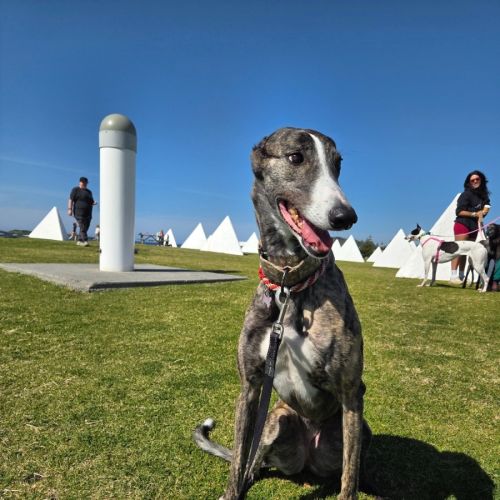 Maia, the greyhound