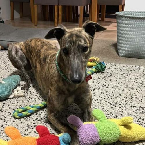 Tyson, the greyhound