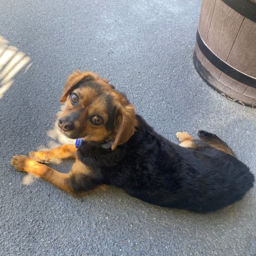 Barney - 3 Year Old Chihuahua X Terrier