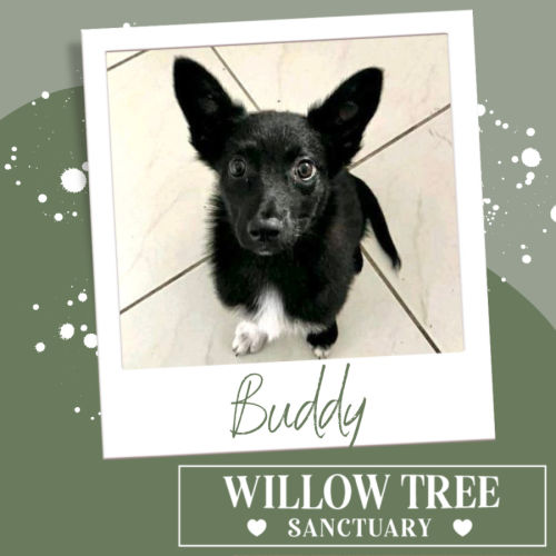 Buddy