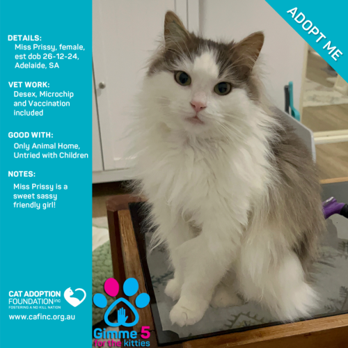 Miss Prissy Only $80 Fully Vetted!