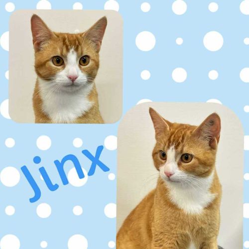 Jinx