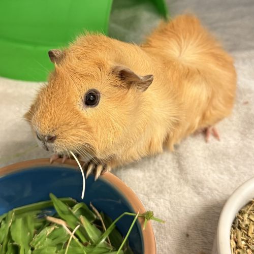Pumpkin