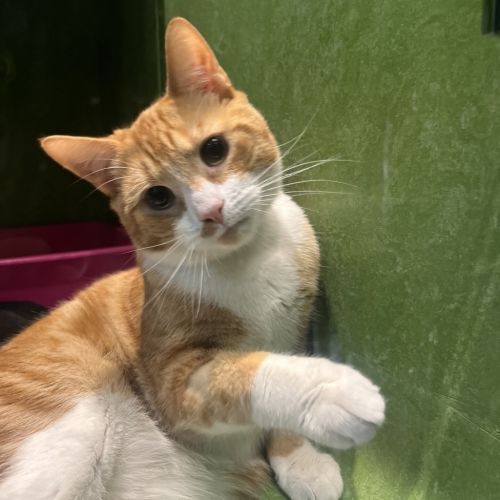 No photo for Marmalade