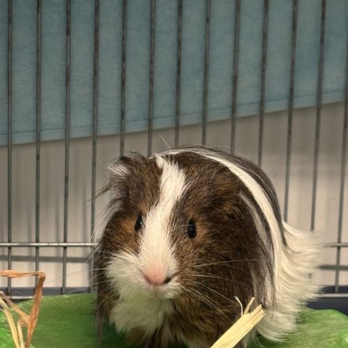 Chubbles