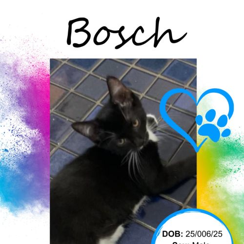 No photo for Bosch