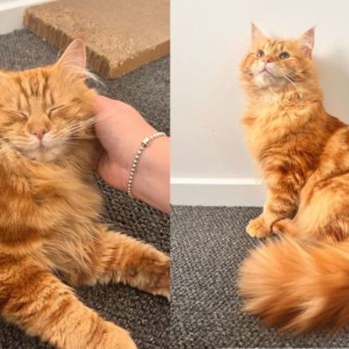 No photo for Oliver