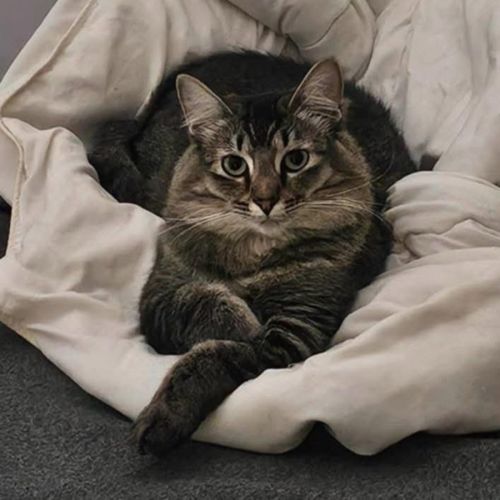 No photo for 11756   Peach